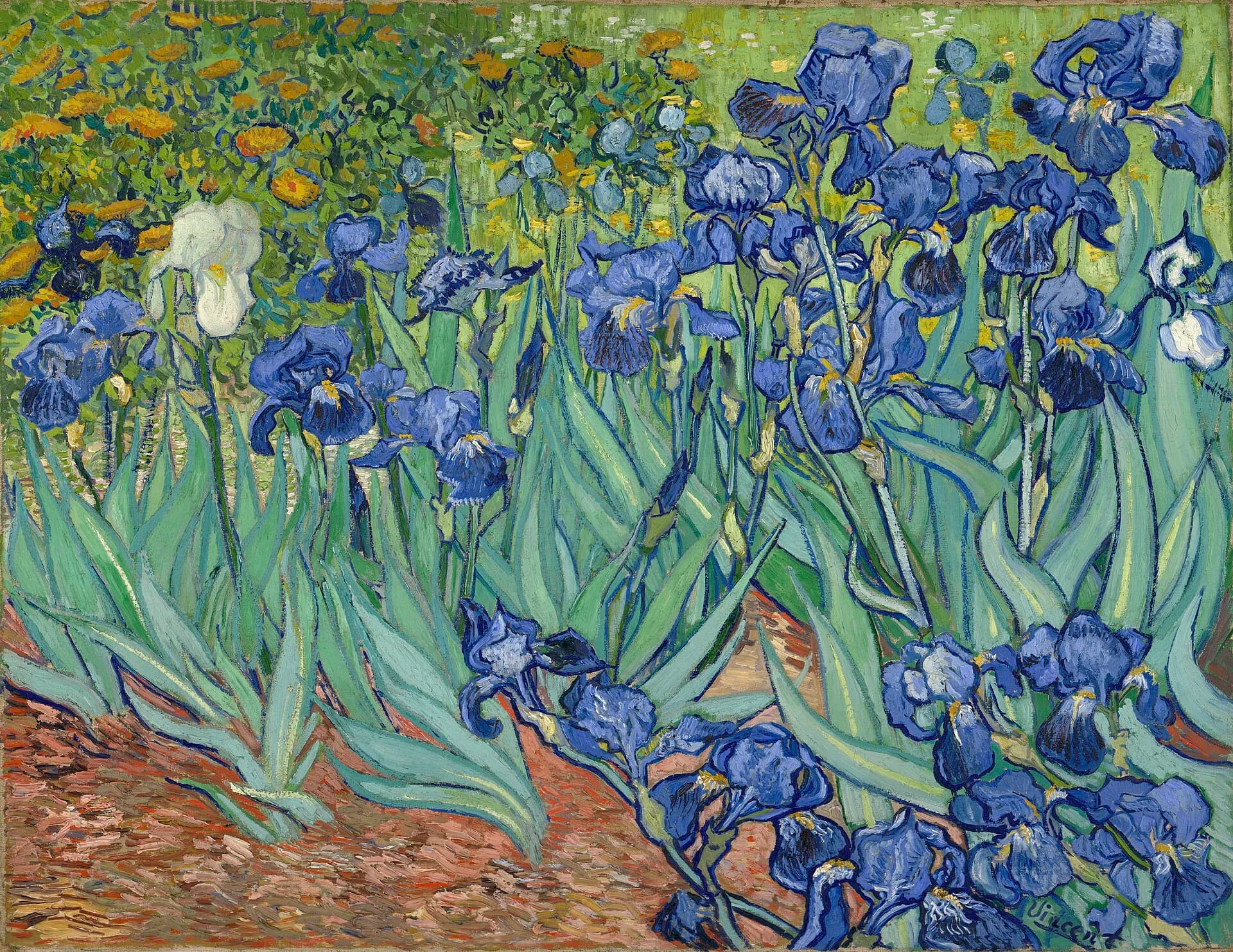 Van Gogh — Irises
